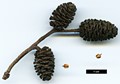 SpeciesSub: subsp. glabrata